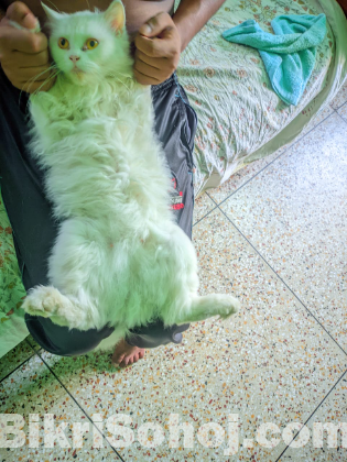 Persian Adult female